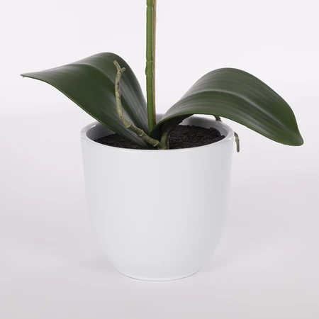 Phalaenopsis White In Pot Tusca White D12Cm - H60Xd16Cm - image 3