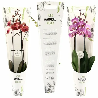 Phalaenopsis 'Your Natural Orchid' mix  P12 - in gift sleeve