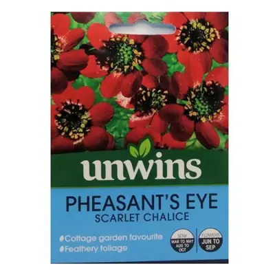Pheasant's Eye Scarlet Chalice
