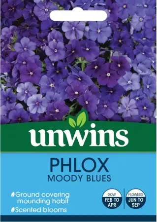 Phlox Moody Blues