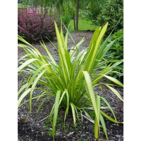 Phormium 'Golden Sword' 3L