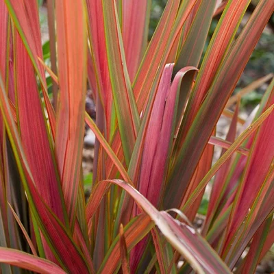 Phormium Jester 2Litre