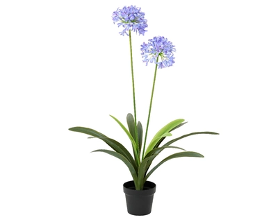 Plant Agapanthus In Pot Pe Agapanthus W Leaf  H105.00cm lilac