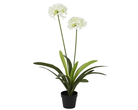 Plant Agapanthus In Pot Pe W Leaf White H.105Cm
