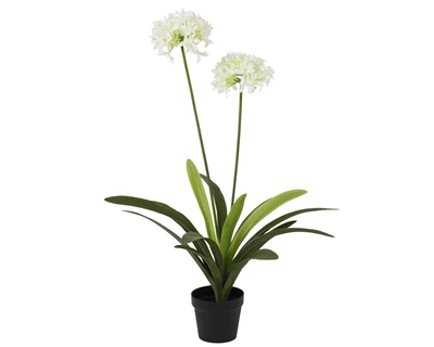 Plant Agapanthus In Pot Pe W Leaf White H.105Cm