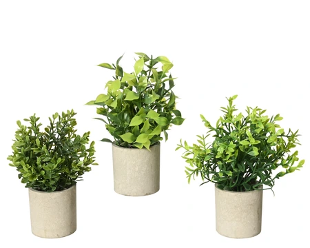 Plant Eucalyptus In Pot Pe In Paper Pot 3 Green H.18Cm