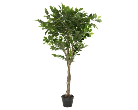 Plant Green In Pot Pe Ficus IW Stone Green H.120Cm