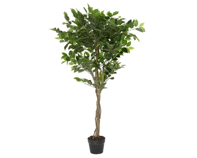 Plant Green In Pot Pe Ficus IW Stone Green H.120Cm