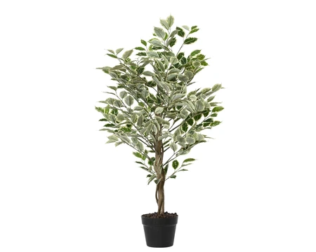 Plant Green In Pot Pe Ficus W Stone Green H.120Cm