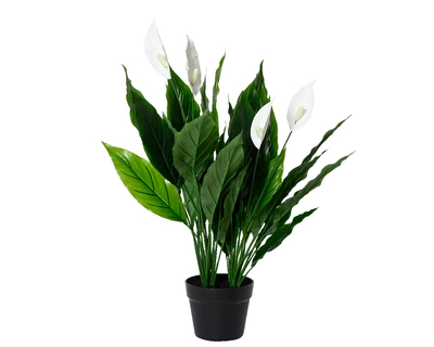 Plant Green Plant In Pot Pe Peace Lily  H75.00cm green/white