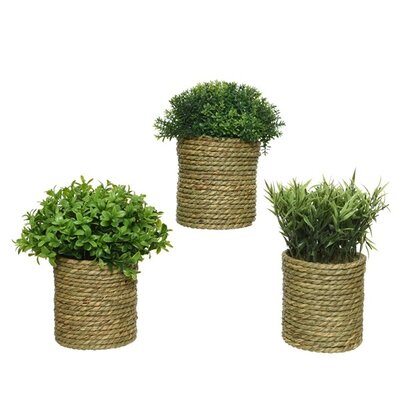 Plant In Pot Polyester Asst H22cm Green