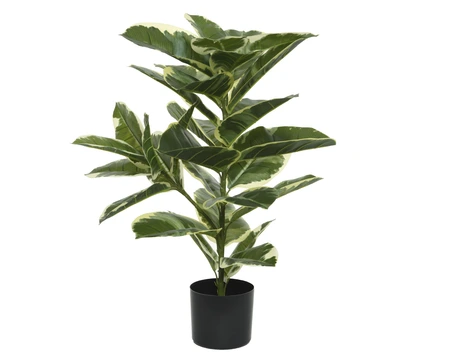 Plant Rubber Plant In Pot Green H.76Cm - image 1