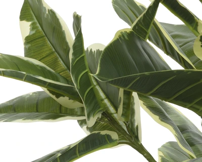 Plant Rubber Plant In Pot Green H.76Cm - image 2