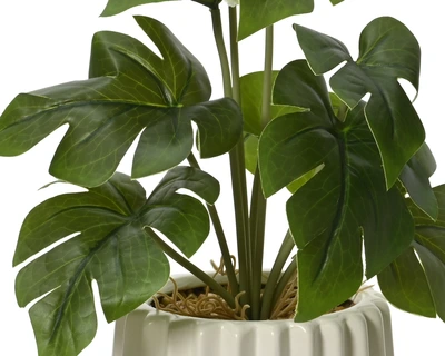 Plant Scindapsus - Lotus Leaf - Monstera In Pot Pe 3 Green/White H.28Cm - image 2