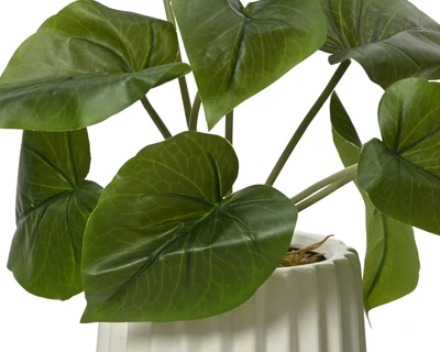 Plant Scindapsus - Lotus Leaf - Monstera In Pot Pe 3 Green/White H.28Cm - image 3