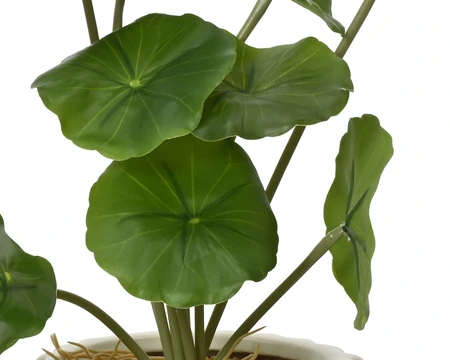 Plant Scindapsus - Lotus Leaf - Monstera In Pot Pe 3 Green/White H.28Cm - image 4