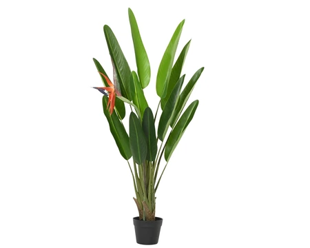 Plant Strelitzia Pe In Pot W 1 Flower Green H.120Cm