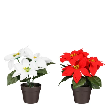 Poinsettia In Pot Red White 2 Asst. H19
