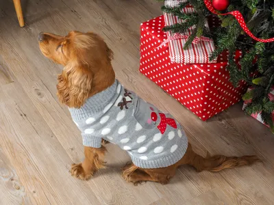 Polka Rudolph - 45cm - image 2