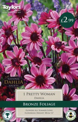 Pot Dahlia Pretty Woman