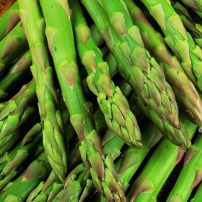 PP Asparagus Gijnlim F1