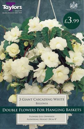 PP Beg White Gnt Flw Cascading 4/5