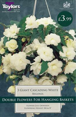 PP Beg White Gnt Flw Cascading 4/5