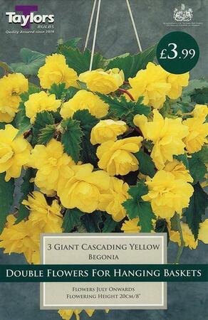 PP Beg Yellow Gnt Flw Cascading 4/5