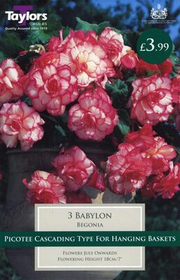 PP Begonia Babylon Exotic 4-5