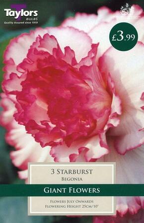 PP Begonia Starburst Exotic 4-5
