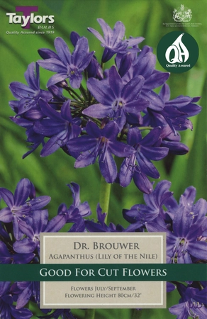PP Cottage Garden Agapanthus Dr. Brouwer