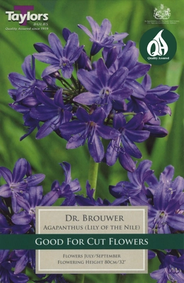 PP Cottage Garden Agapanthus Dr. Brouwer