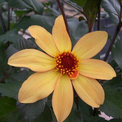 PP Dark Bronze Dahlia Bishop Of York