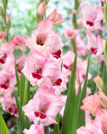 PP Gladioli Wine & Roses 10-12