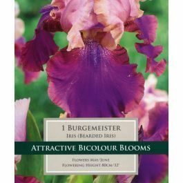PP Iris Burgemeister
