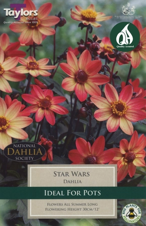 PP Pot Dahlia Star Wars