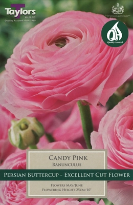 PP Ranunculus Candy Pink 5-6 - image 2