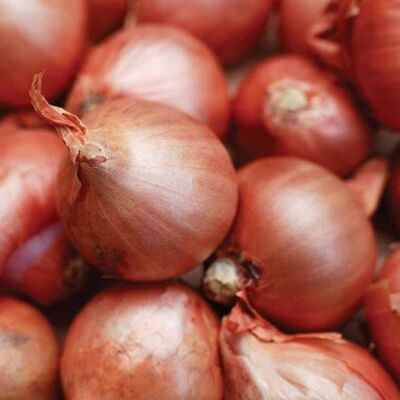 Pre-Packed Value Red Sun Shallots 7-13