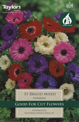 Pre Packs Bee Friendly Anemone St Brigid Mixed 4-5