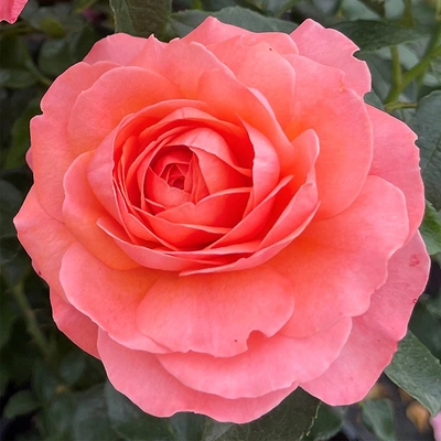 Precious Moments New For 2025 Salmon Pink