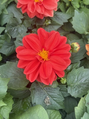 Premium Mix 1L - image 5