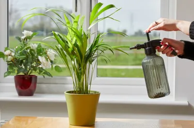 Pressure Mister  1.2L - image 2