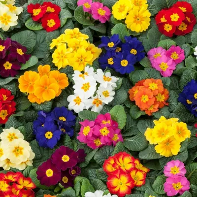 Primula BelarinaRubens Mix 1 LIt