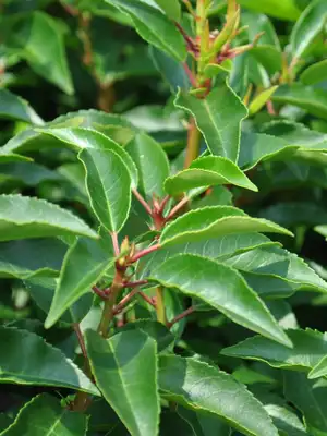 Prunus lusitanica 'Angustifolia'* 40-50 CM C2