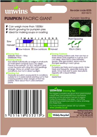 Pumpkin Pacific Giant - image 2