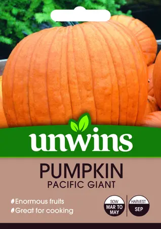 Pumpkin Pacific Giant - image 1