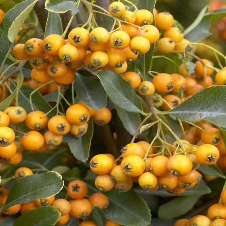 Pyracantha Golden Charmer 3.5Lt