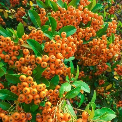 Pyracantha Orange Glow 3.5Lt