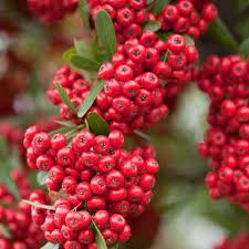 Pyracantha Red Column 3.5Lt