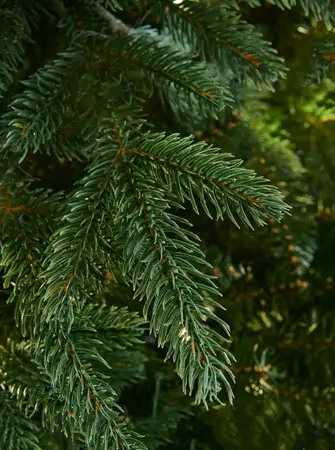 Pyrenees Fir - 7.5Ft Tree - image 2